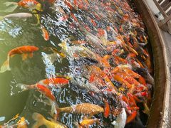 -南宫五洲植物乐园