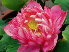 -莲花池公园