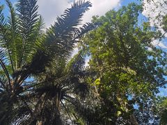 -中国科学院西双版纳热带植物园