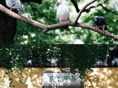 -西园寺