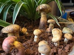 -福照楼汽锅鸡·云南特色菜(万达广场店)