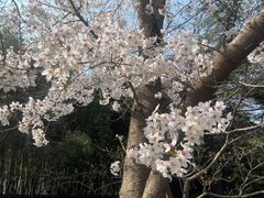 -西安青龙寺遗址景区