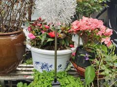 -王万妈卤猪脚(青岩交通路)