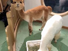 -藦茜花园宠物主题亲子互动体验馆(国顺东路店)