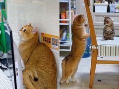 -瑞派动物医院·猫专科·至诚(江南中分院)