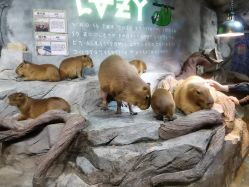 -Zoolung Zoolung动物主题公园(海信广场店)