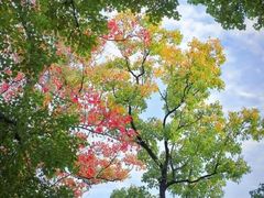 -昆山城市生态森林公园