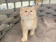 -lincat·猫舍(广州店)