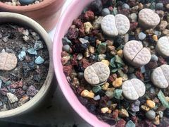 -大叔家福鼎小吃(十全街店)