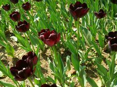 -洛阳郁金香牡丹园