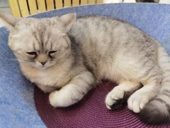 -Heymao猫咖.咖啡厅(东门店)