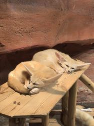 -Zoolung Zoolung动物主题公园(海信广场店)