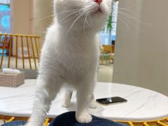 -藏猫猫咖啡主题馆(中央大道店)