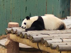 -沈阳森林动物园