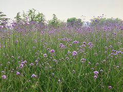 -杭州城北体育公园