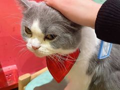-猫色咖啡·猫咖