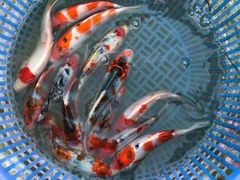 -金陵花卉交易市场