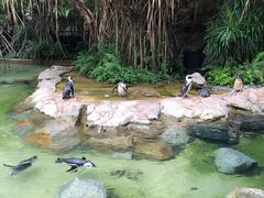 -新加坡飞禽公园