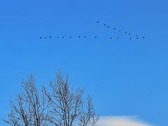 -野鸭湖国家湿地公园