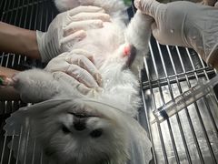 -北京观赏动物医院·24小时大型综合·猫专科·异宠专科