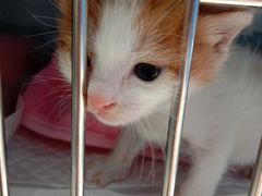 -艾贝尔宠物医院·狂犬免疫点(江山金象城店)