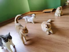 -柯斗斗主题餐厅·狗咖·围炉煮茶·茶饮(国瑞升平里店)