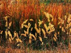 -淇河国家湿地公园