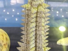 -上海海洋大学鱼文化博物馆(军工路校区)