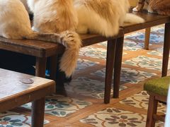 -猫猫幼稚园·撸猫·桌游·电玩