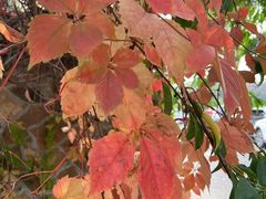 -三里屯东五街银杏大道