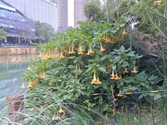 -成都市活水公园