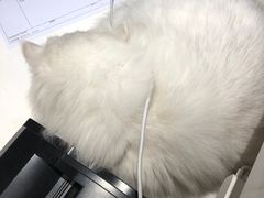 -御宝贝·A梦猫科宠物医院(国际猫友好医院)