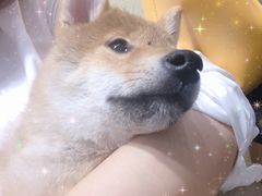 -逗柴咖啡屋·狗咖猫咖宠物桌游
