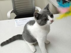 -宠颐生宠物医院·犬猫全科·皮肤科(商业街店)