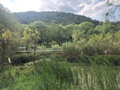 -西湖风景区-江洋畈生态公园