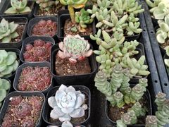 -秦美花卉(天朗·莱茵小城2期店)