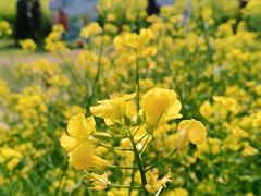 -苏州上方山国家森林公园