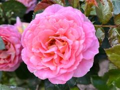 -人民公园(罗湖区)