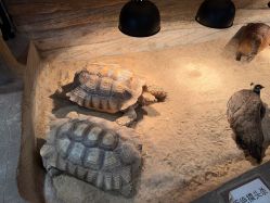 -Zoolung Zoolung动物主题公园(海信广场店)