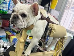 -西安京西宠物医院·瘫痪·疑难杂症