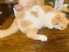-喵园·猫主题咖啡厅·撸猫·猫咖(国贸店)
