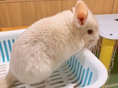 -藦茜花园宠物主题亲子互动体验馆(国顺东路店)