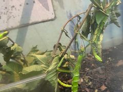-上海大自然野生昆虫馆(东方明珠·爬宠昆虫探索中心)