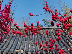 -南汇桃花村