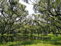 -上海共青森林公园