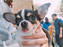 -藦茜花园宠物主题亲子互动体验馆(国顺东路店)