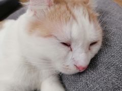 -猫和宫(六道口店)