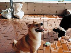 -趣玩宠物乐园寄养训犬训狗游泳池