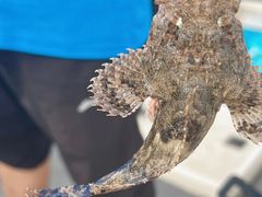 -小猫钓鱼海钓俱乐部(椰梦长廊店)