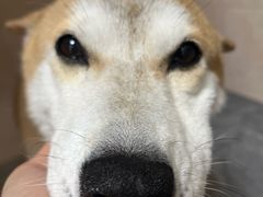 -美联众合爱康动物医院•复杂内科•肿瘤科•牙科•腔镜诊疗中心